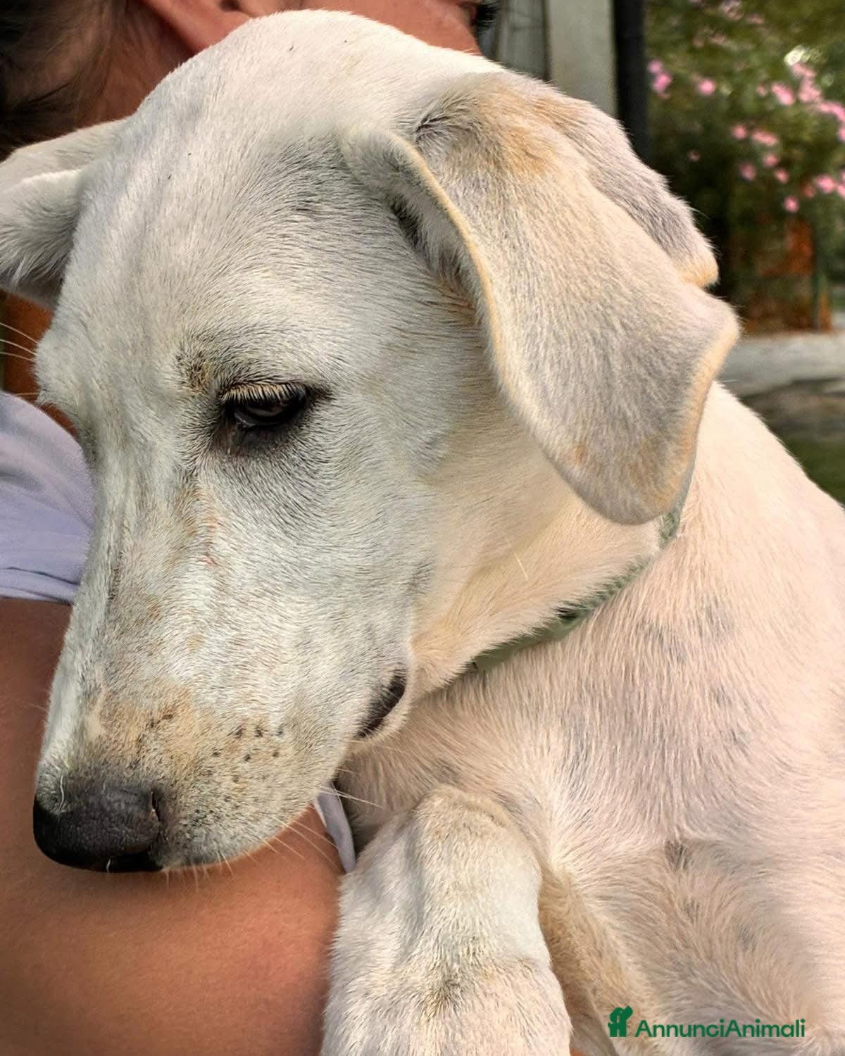 Meticcio cani Miele cucciolo di 4 mesi cerca casa 🙏🏻 - Annuncio 2