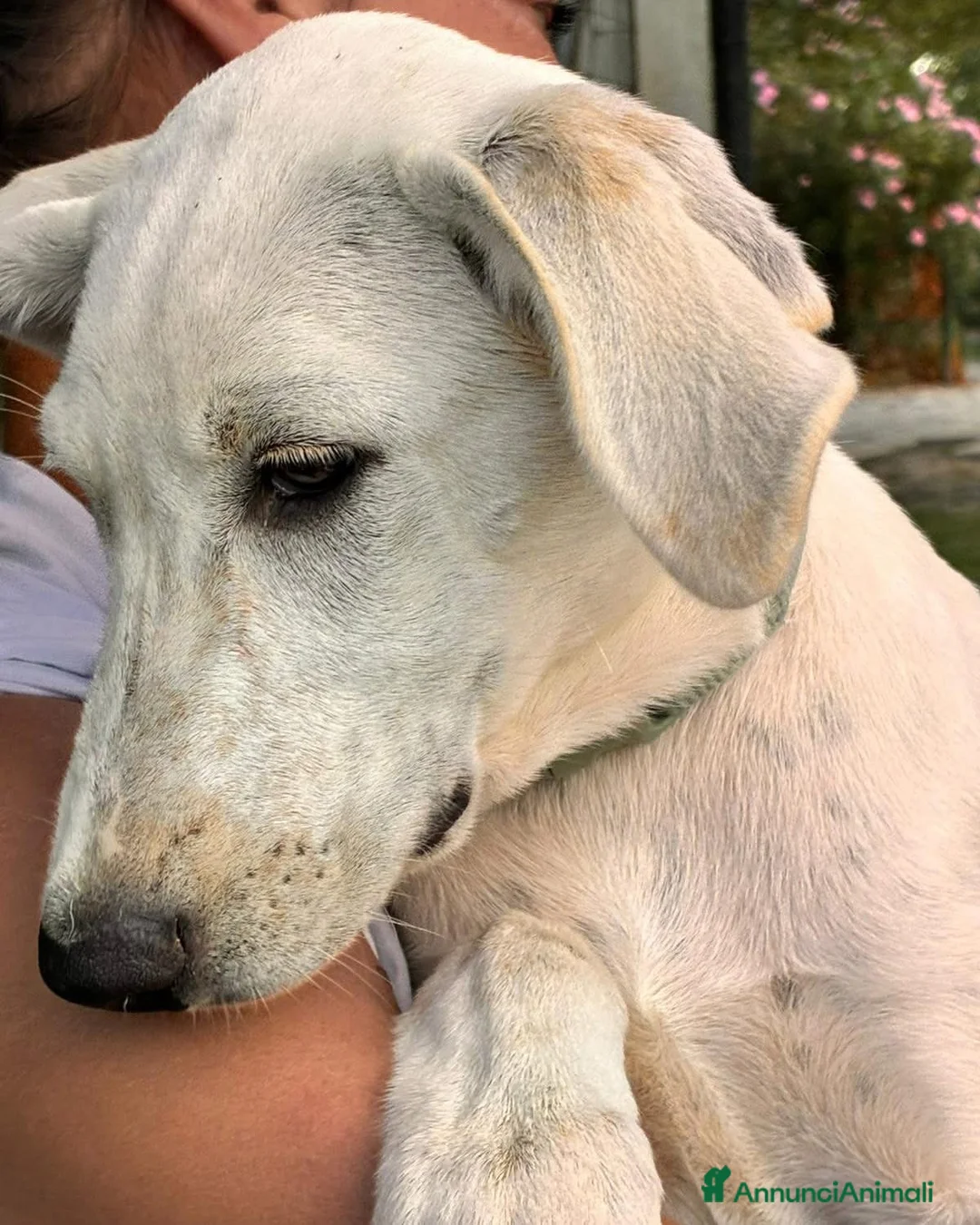 Meticcio cani in regalo: Miele cucciolo di 4 mesi cerca casa 🙏🏻 - Annuncio 2