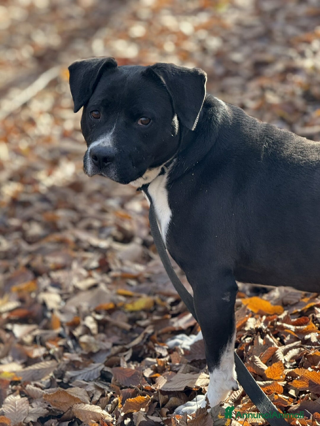 Staffordshire cani in regalo: ROSA, mix STAFFY incredibilmente coccolona! - Annuncio 2