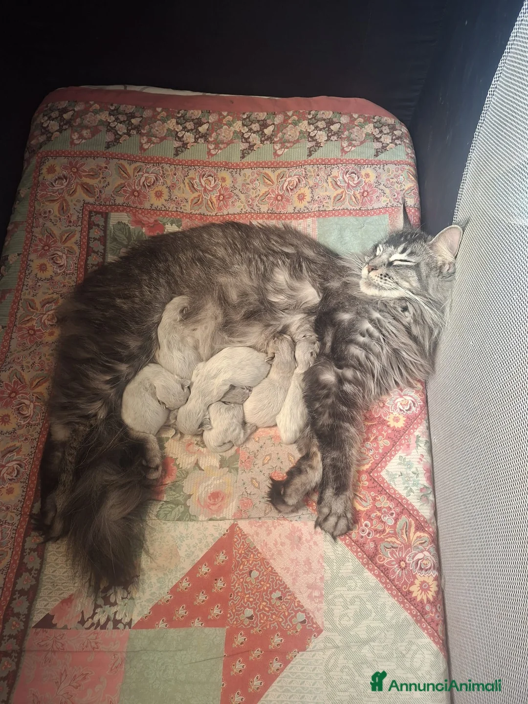 Maine Coon gatti in vendita: Nimue e Norberto  - Annuncio 2