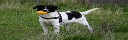 Meticcio cani in regalo: Pedro in adozione - Annuncio 6
