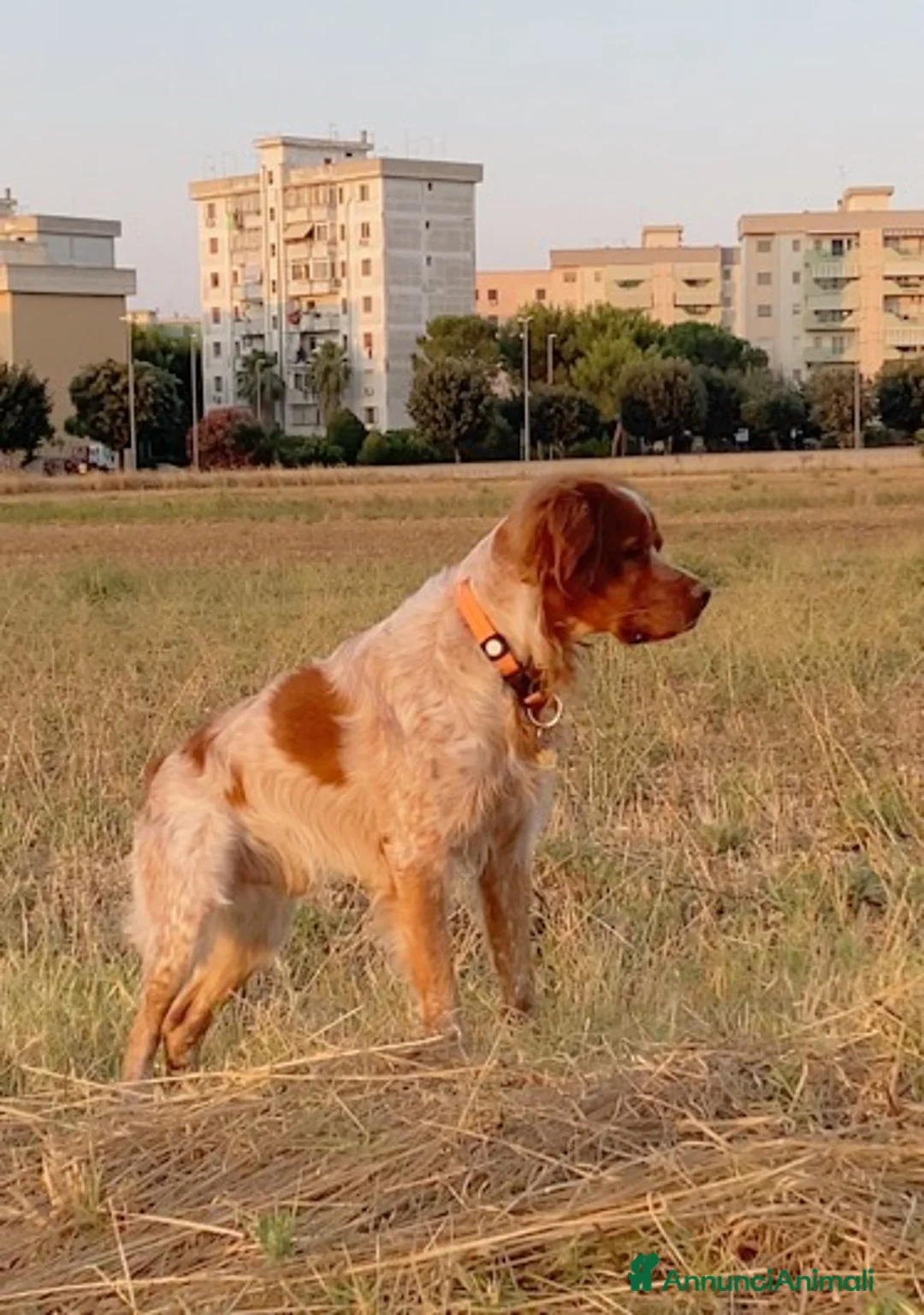 Breton cani per accoppiamento: ACCOPPIAMENTO a Provincia di Taranto - Annuncio 1