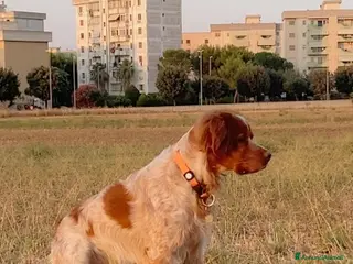 Breton cani ACCOPPIAMENTO - Annuncio 1