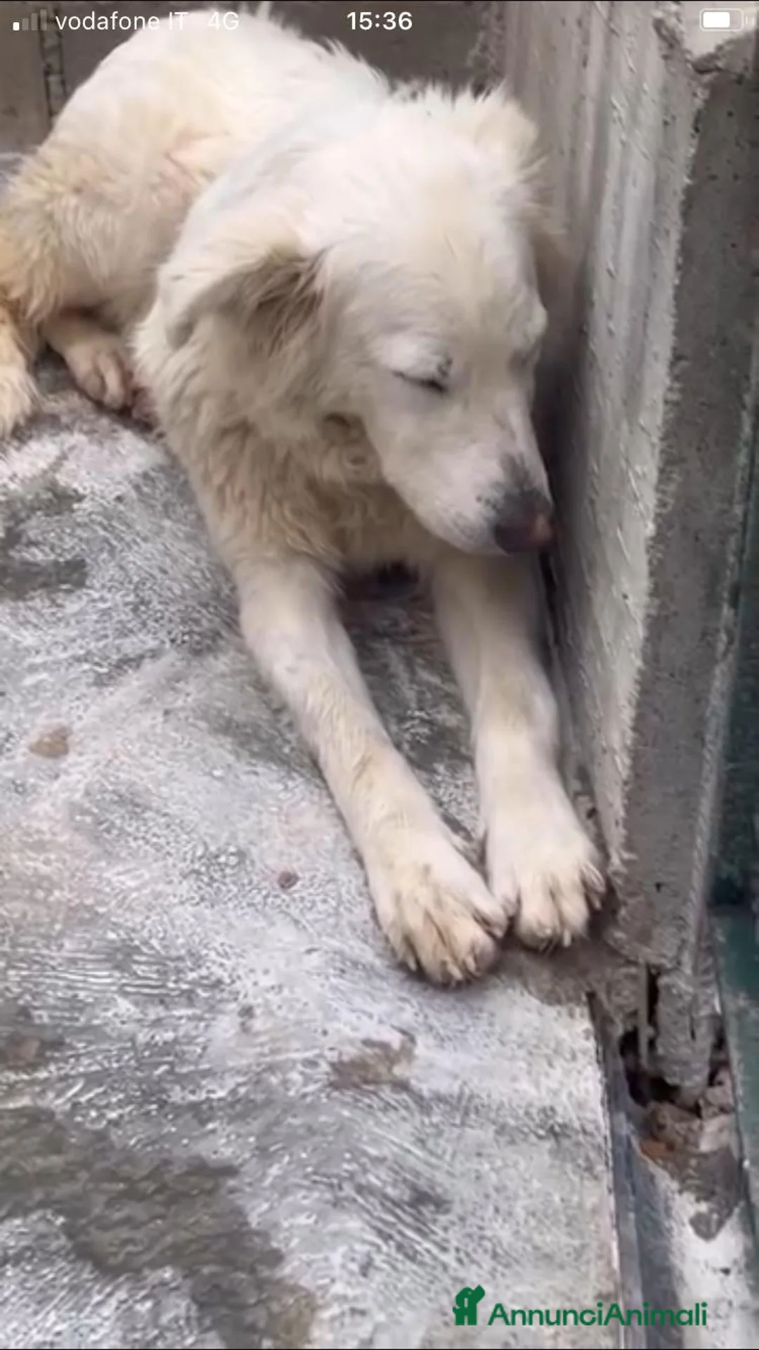 Pastore Maremmano cani in regalo: Dalila ha perso le speranze  a Città metropolitana di Milano - Annuncio 3