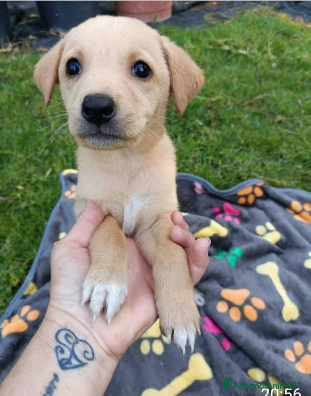 Meticcio cani in regalo: MIELE 🩷 - dolcissima mix Labrador cerca casa a Provincia di Pavia - Annuncio 2