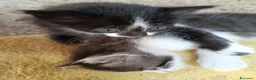 Meticcio gatti in regalo: gattini meticci a Città Metropolitana di Torino - Annuncio 5