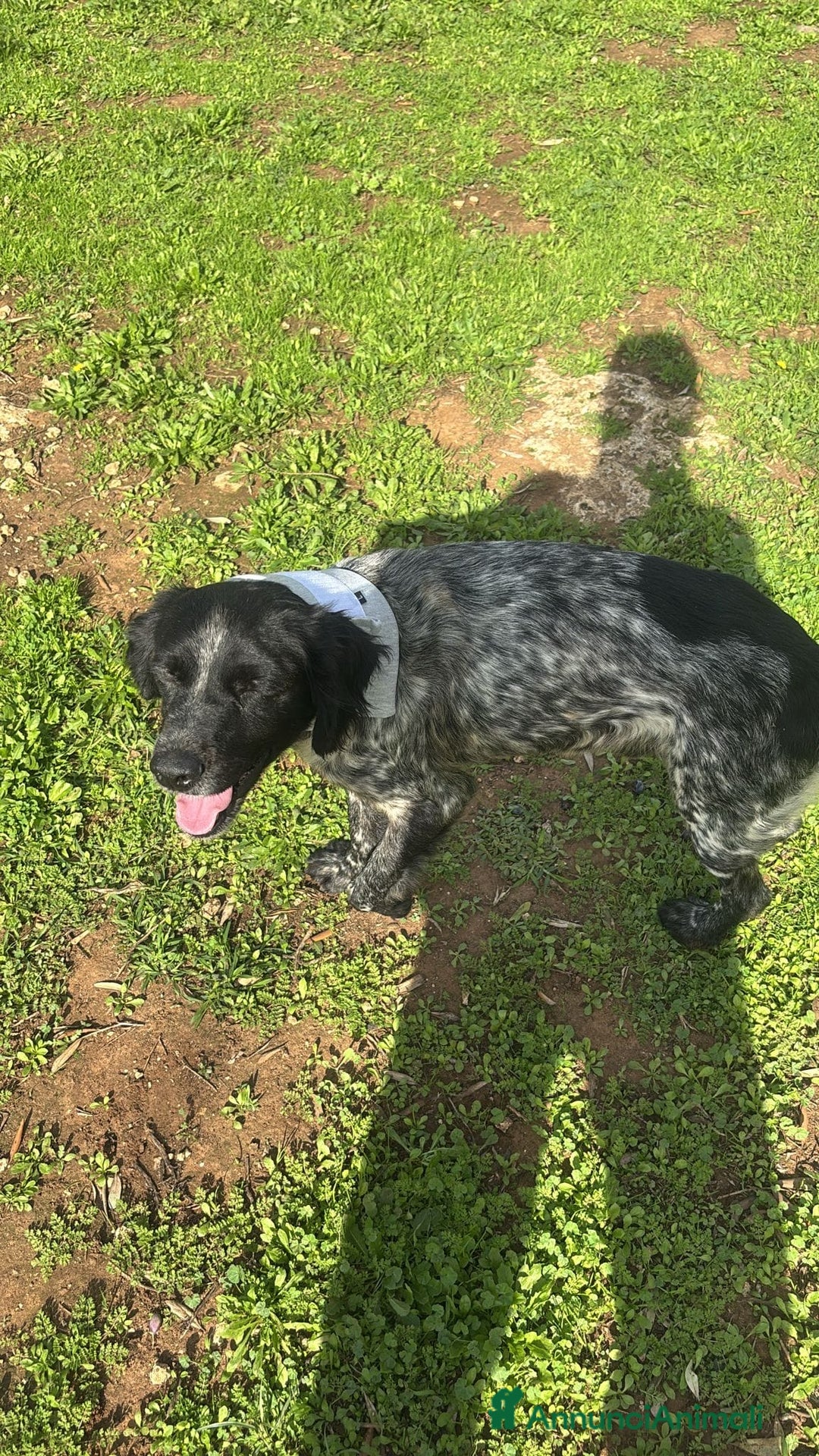 Breton cani in regalo: ADOZ.del cuore:dolcissimo vuole una famiglia  sua! - Annuncio 5