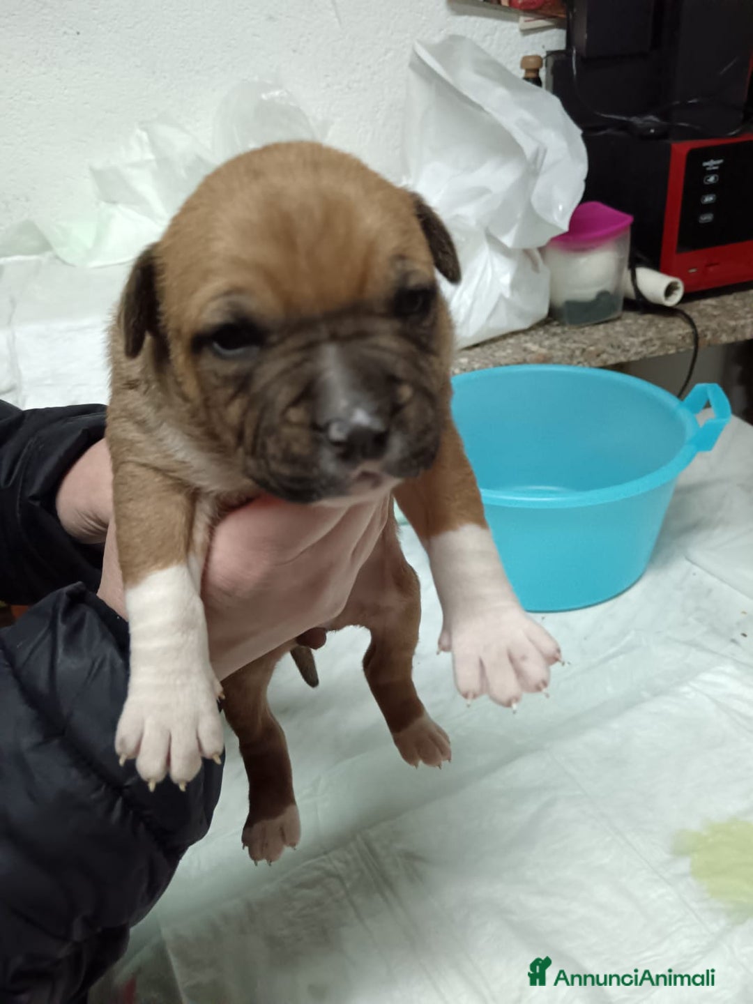 American Staffordshire cani in vendita: America Staffordshire terrier - Annuncio 23