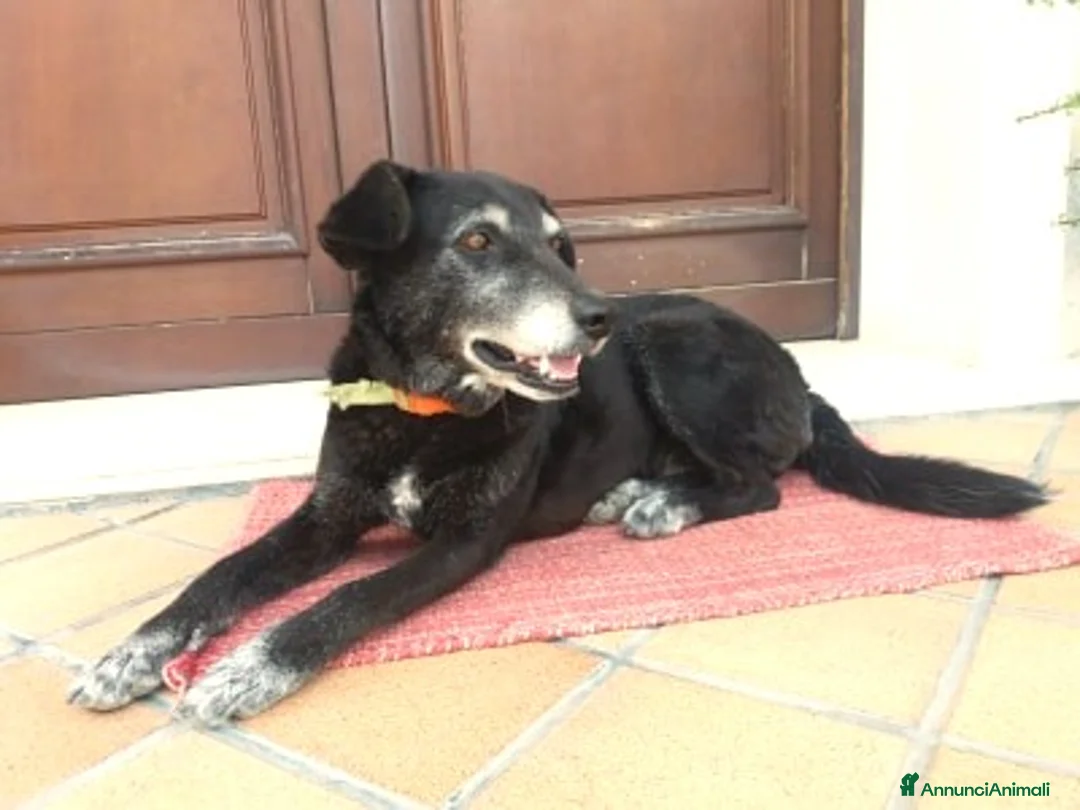 Meticcio cani in regalo: BUONA E DOLCE HOLLY IN REGALO a Città metropolitana di Catania - Annuncio 3