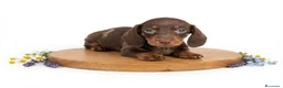 Bassotto cani in vendita: Bassotti cuccioli  - Annuncio 7
