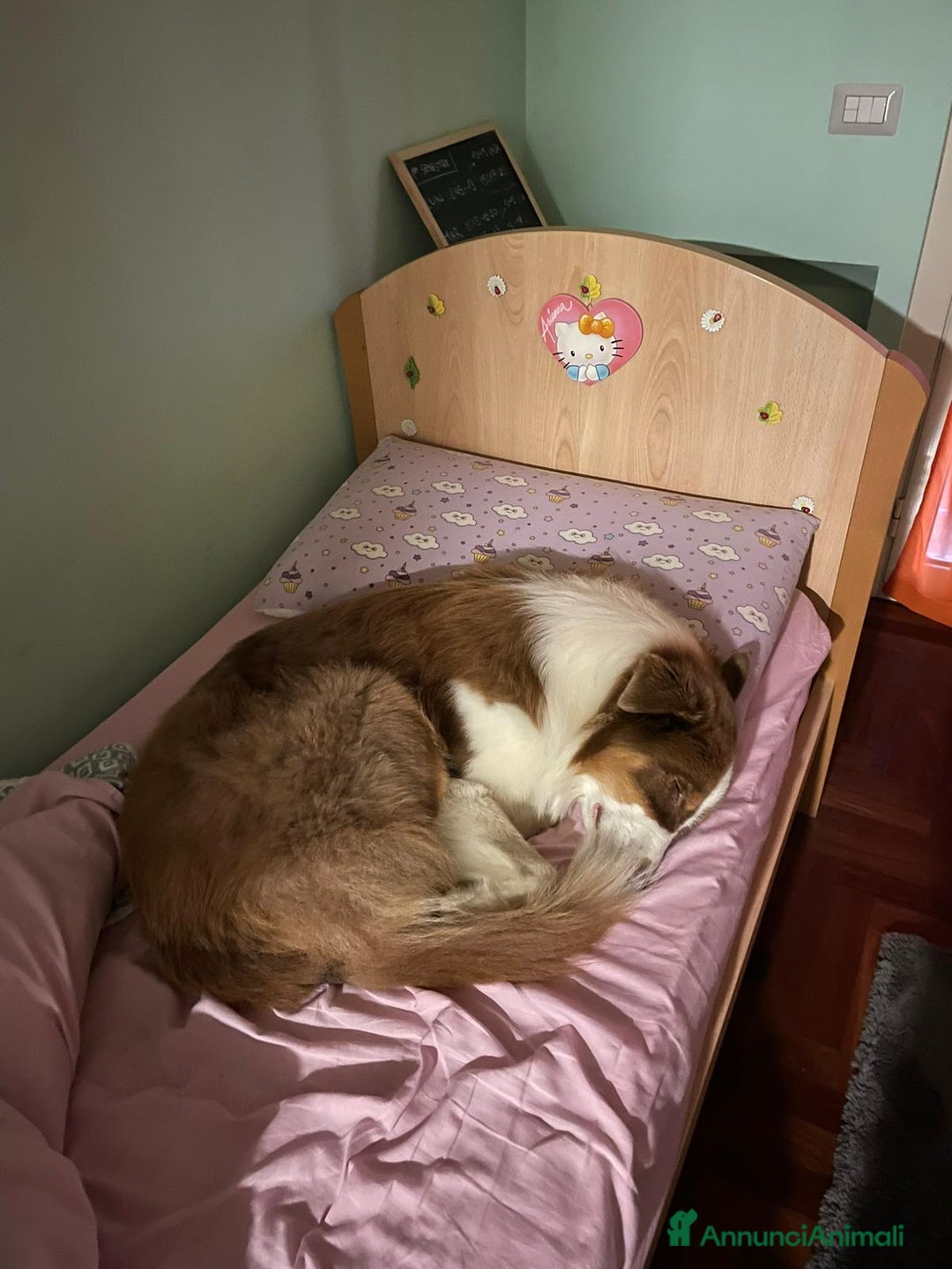 Australian Shepherd cani per accoppiamento: Pastore australiano  - Annuncio 11