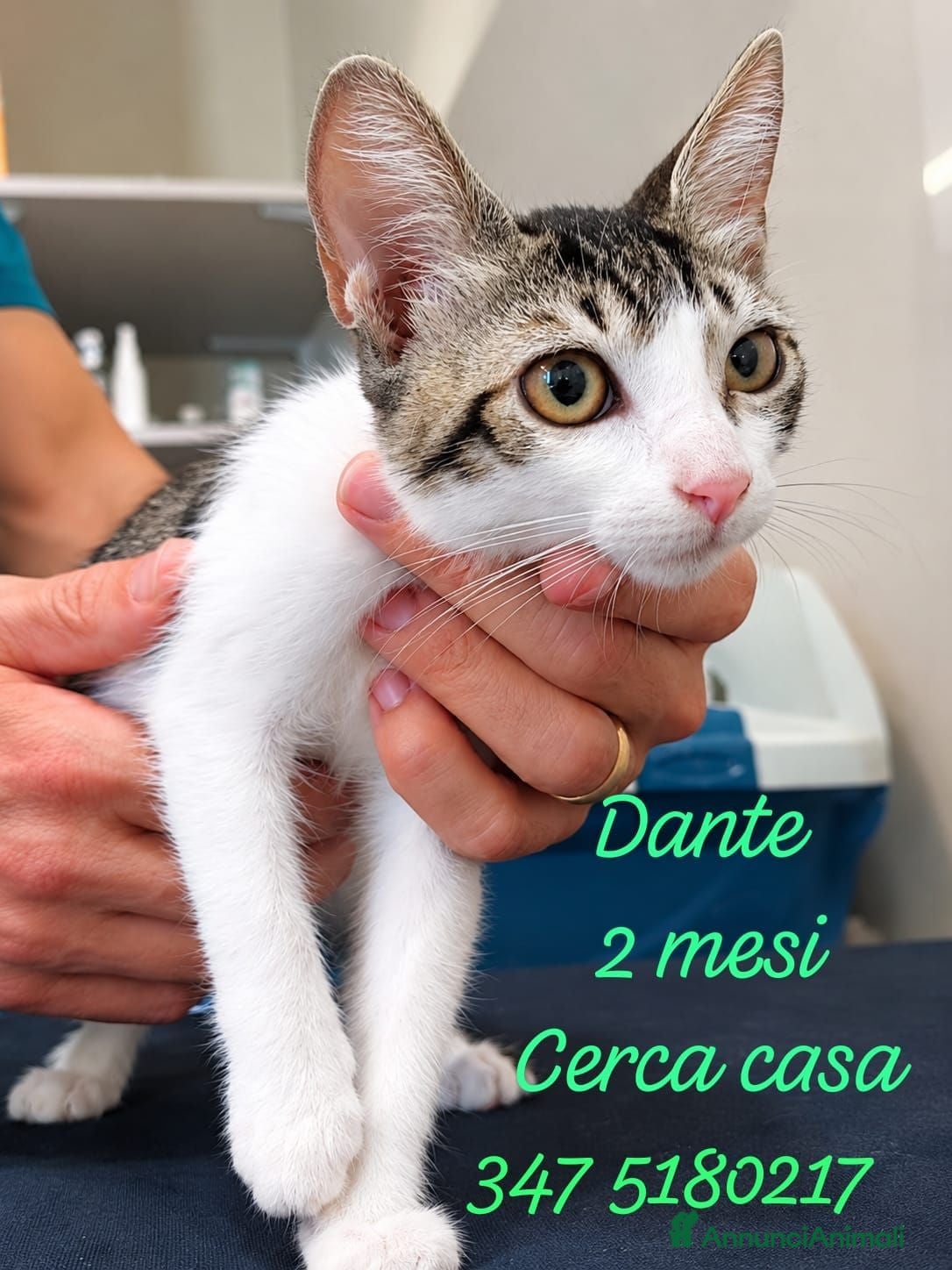 Europeo gatti Cuccioli di gattini in adozione - Annuncio 24