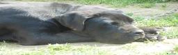 Cane Corso cani in vendita: Spettacolari cuccioli di Cane Corso  - Annuncio 3