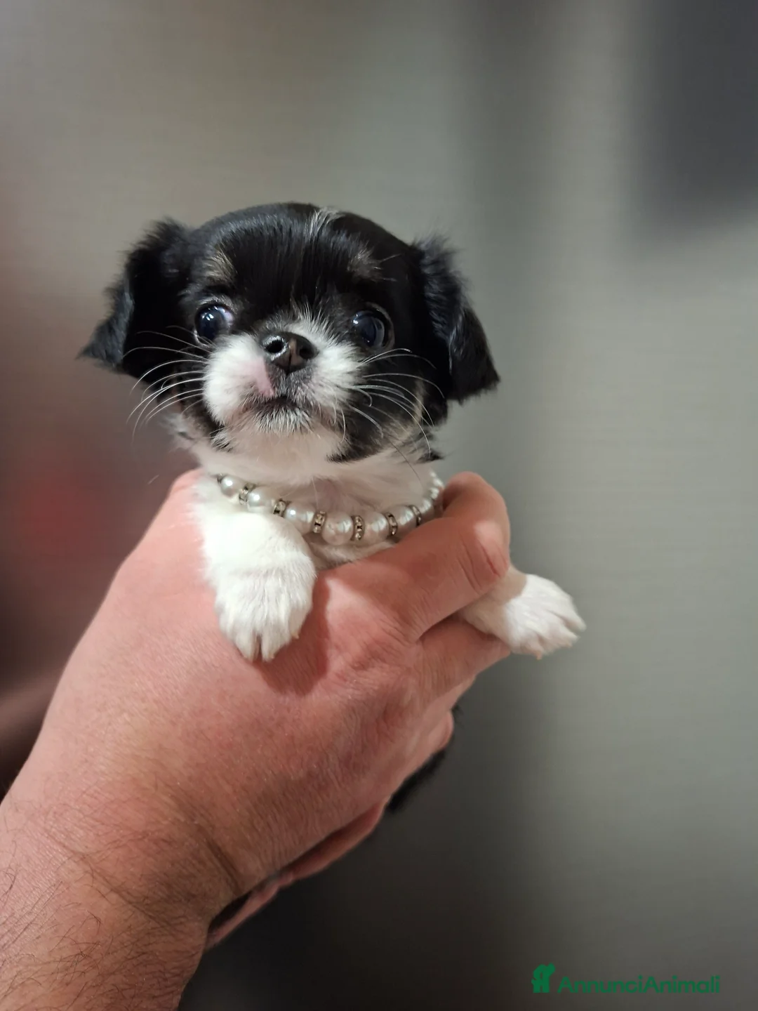 Chihuahua cani in vendita: Chihuahua pelo lungo  - Annuncio 3