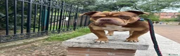 American Bully cani per accoppiamento: Cerco femmina stessa razza per accoppiamento  a Città metropolitana di Roma Capitale - Annuncio 2