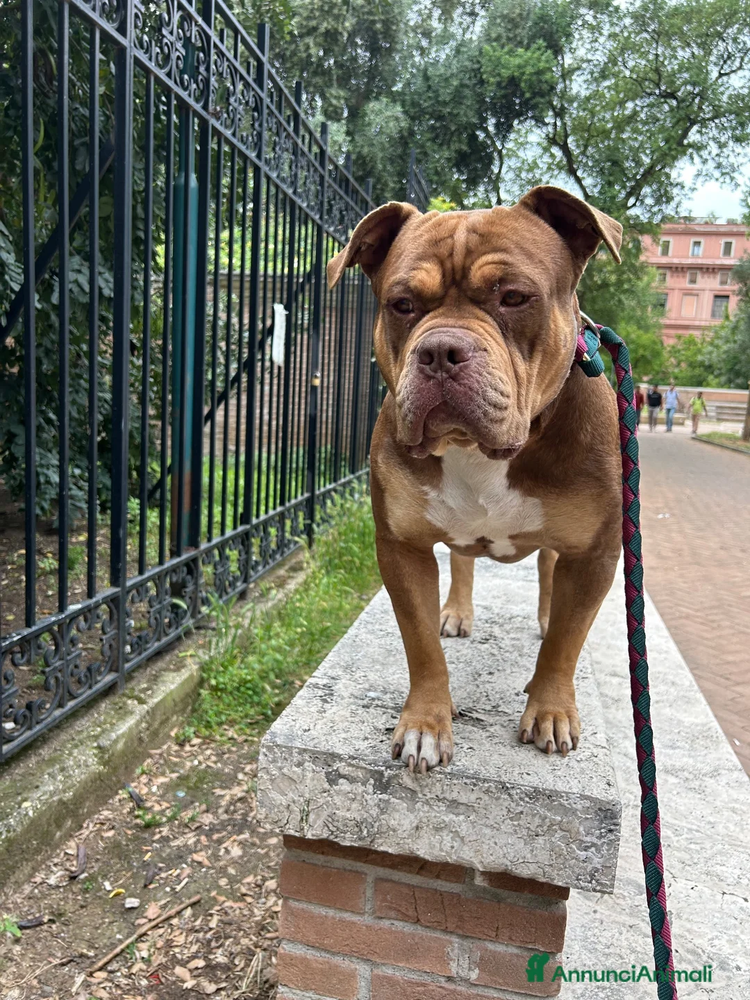 American Bully cani per accoppiamento: Cerco femmina stessa razza per accoppiamento  a Città metropolitana di Roma Capitale - Annuncio 2