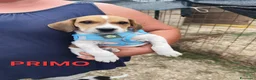 Meticcio cani in regalo: CUCCIOLI 2 mesi taglia media - Annuncio 4