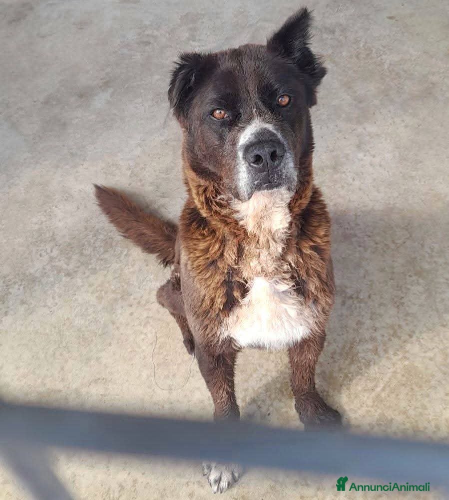 Pastore del Caucaso cani ADOZ.del cuore:3ANNI in canile, tt inutili appelli - Annuncio 2