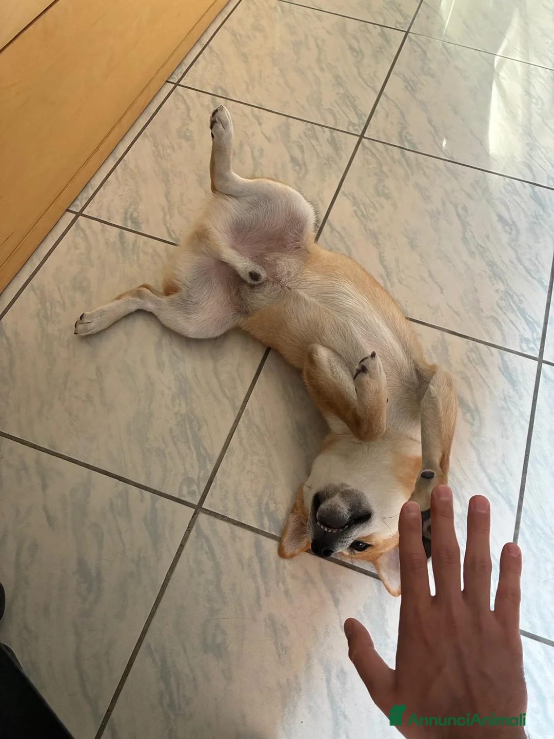 Shiba Inu cani in regalo: CUCCIOLO SHIBA INU 12 MESI a Città Metropolitana di Bari - Annuncio 4