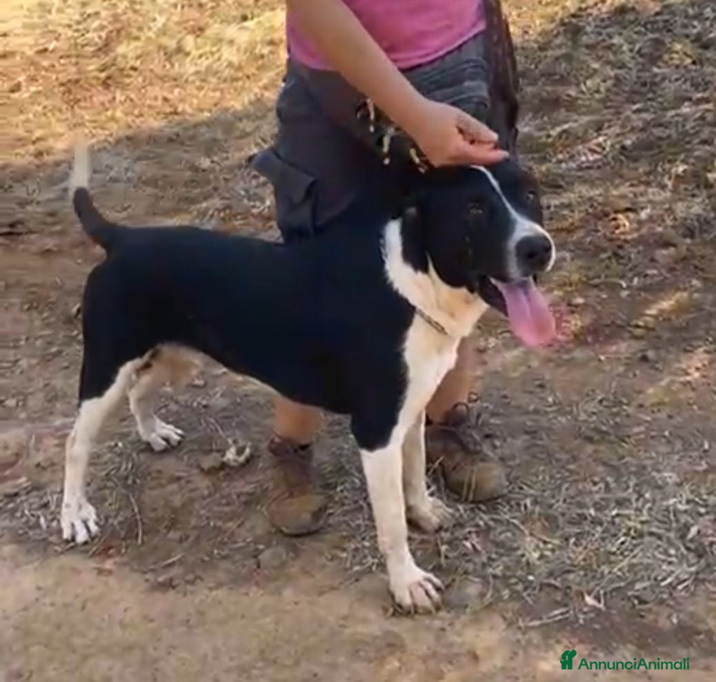 Meticcio cani Oliver 14mesi(mamma Pitbull)cresce in box CALABRIA - Annuncio 3