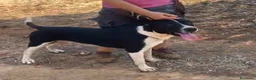 Meticcio cani in regalo: Oliver 14mesi(mamma Pitbull)cresce in box CALABRIA - Annuncio 1
