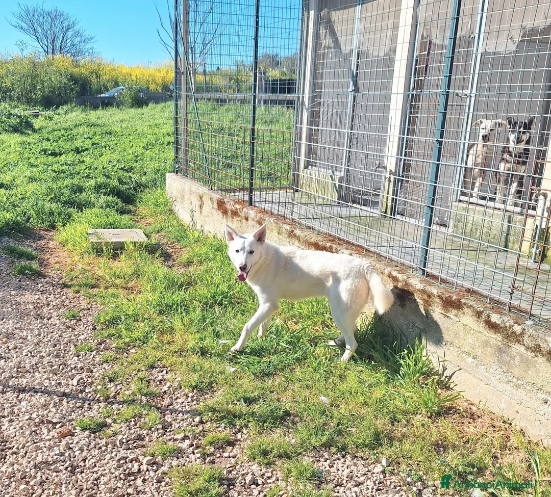 Meticcio cani in regalo: Stupendo Erik mix pastore svizzero in adozione  - Annuncio 2