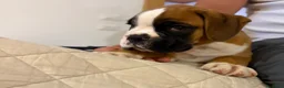 Boxer cani in vendita: CUCCIOLO BOXER SPETTACOLARE  - Annuncio 4