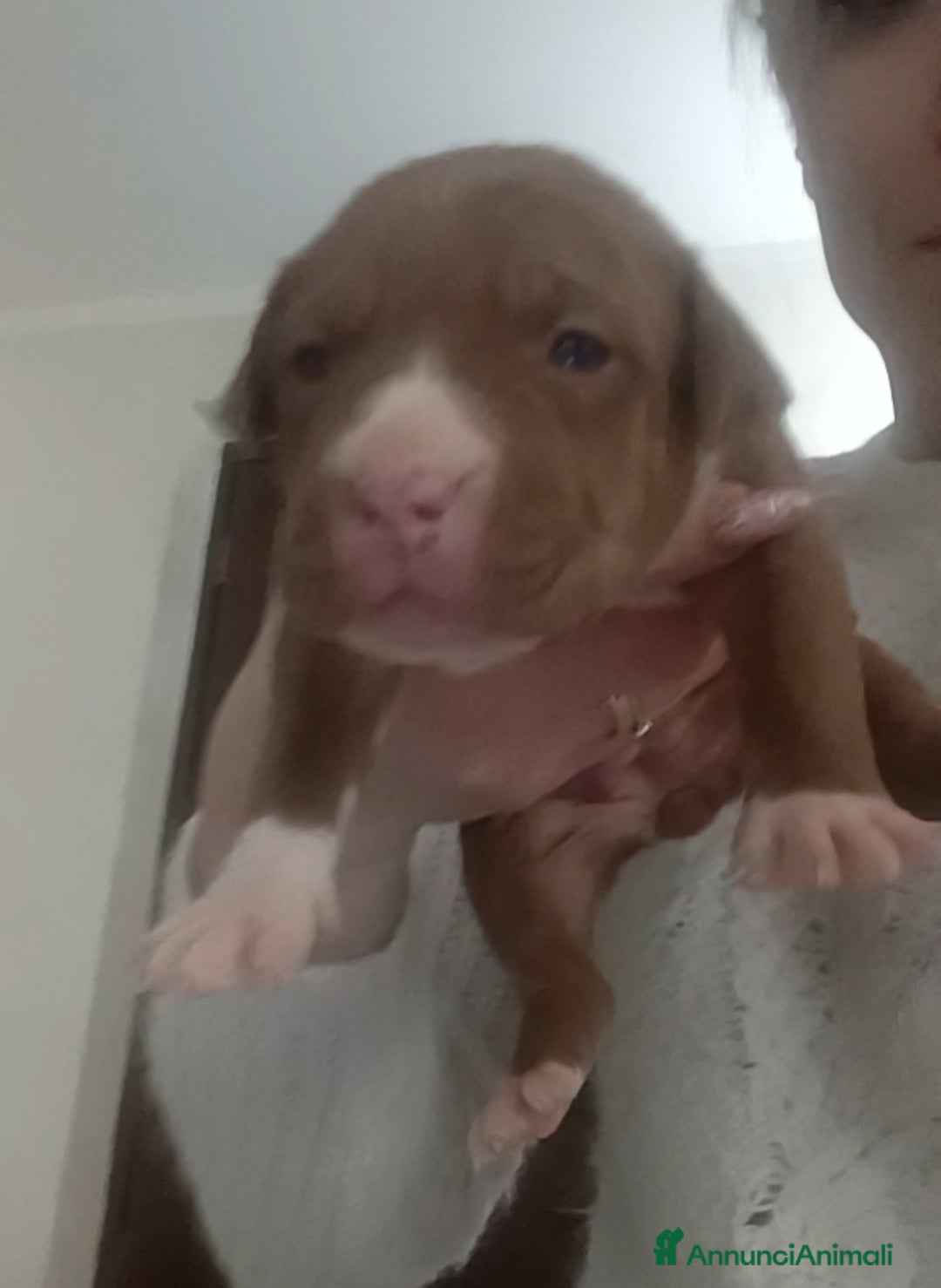 Pitbull cani in vendita: Cuccioli american Pitbull terrier  - Annuncio 1