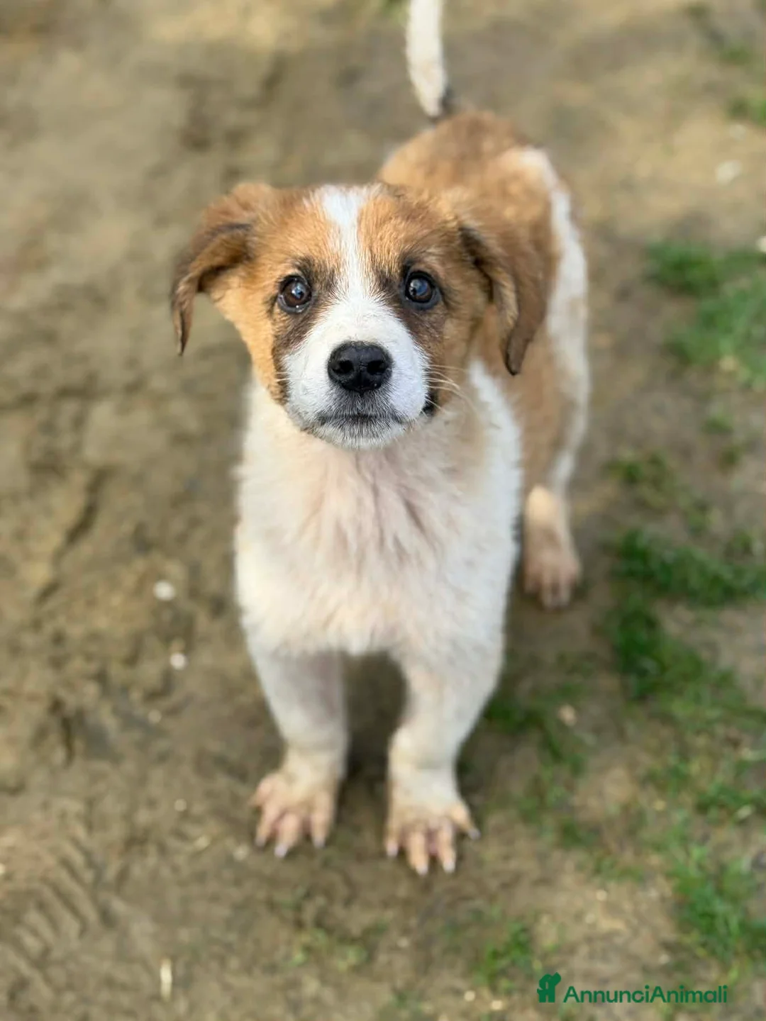 Meticcio cani in regalo: LEX e NOIR, cuccioli incredibilmente dolci! - Annuncio 11