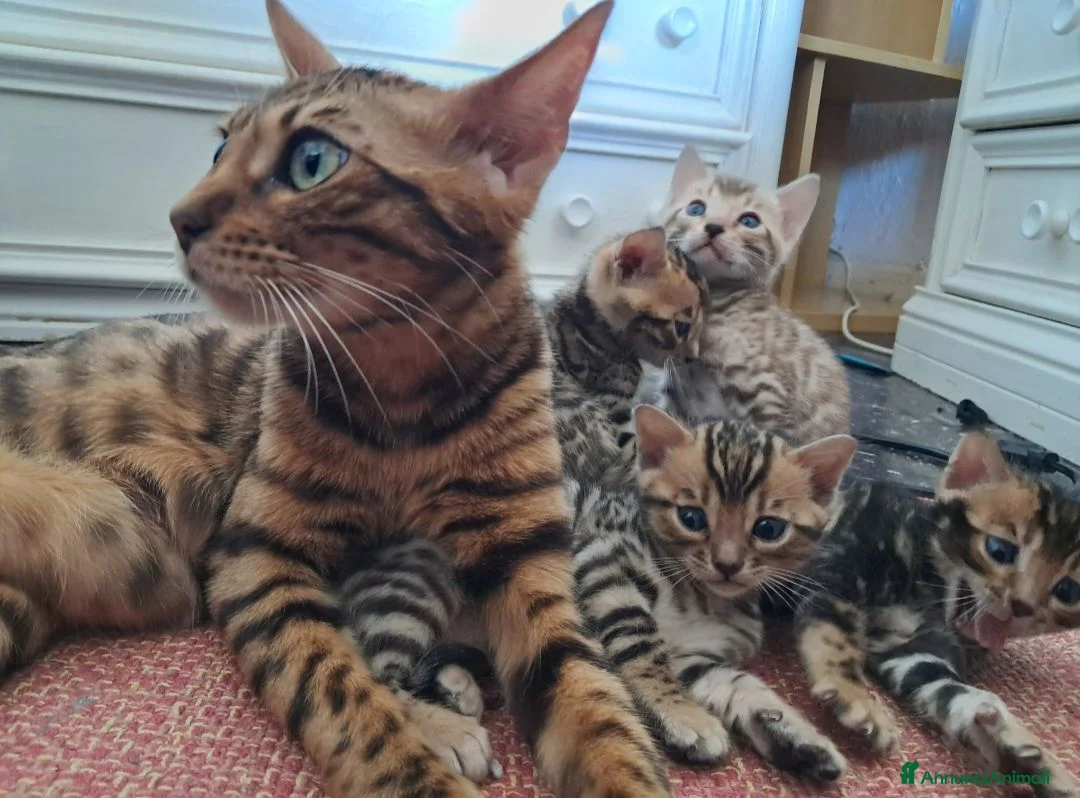 Bengala gatti in vendita: Cuccioli bengala stupendi a Provincia di Ancona - Annuncio 2