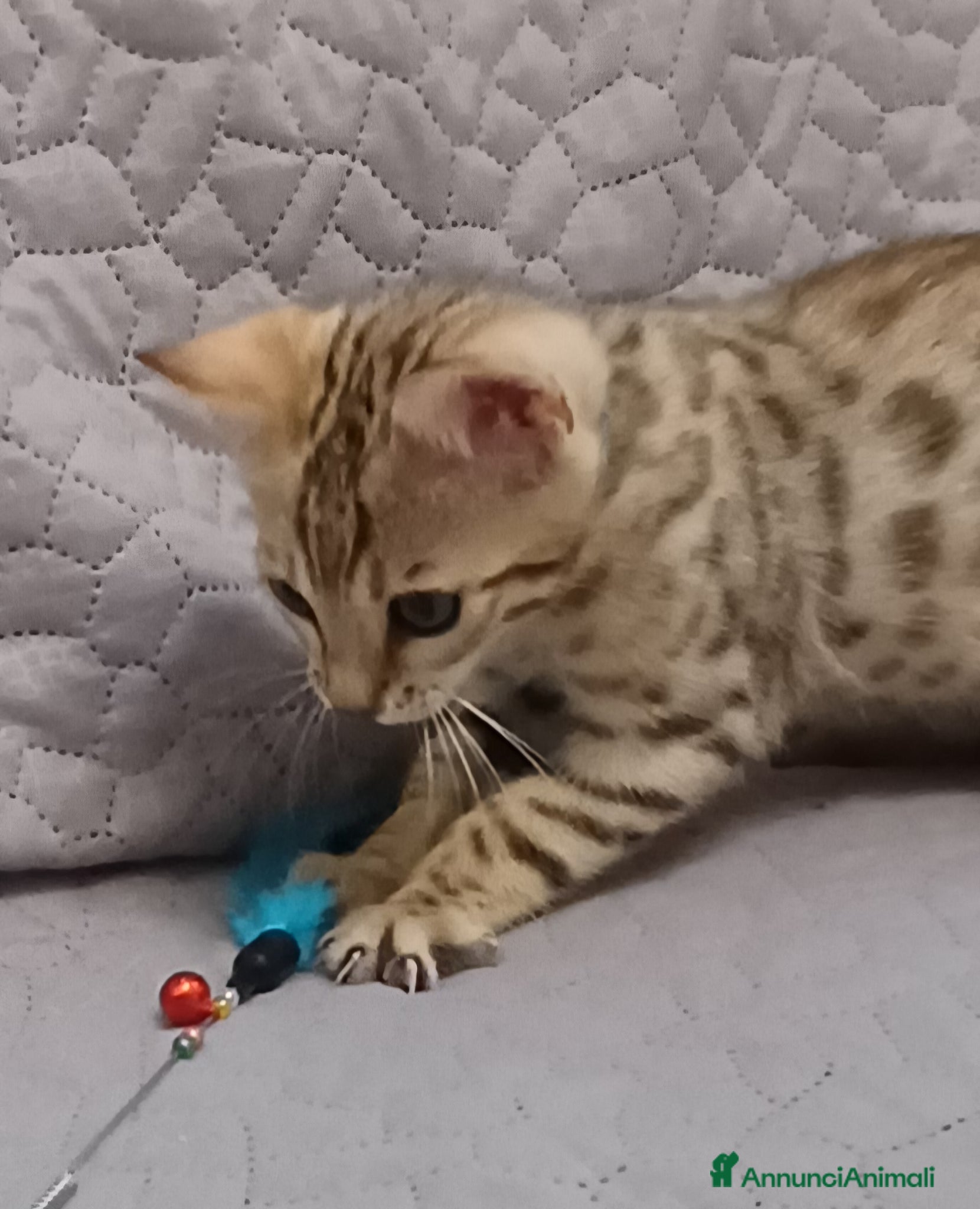 Bengala gatti Gatto del Bengala  - Annuncio 2