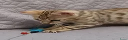 Bengala gatti in vendita: Gatto del Bengala  - Annuncio 2