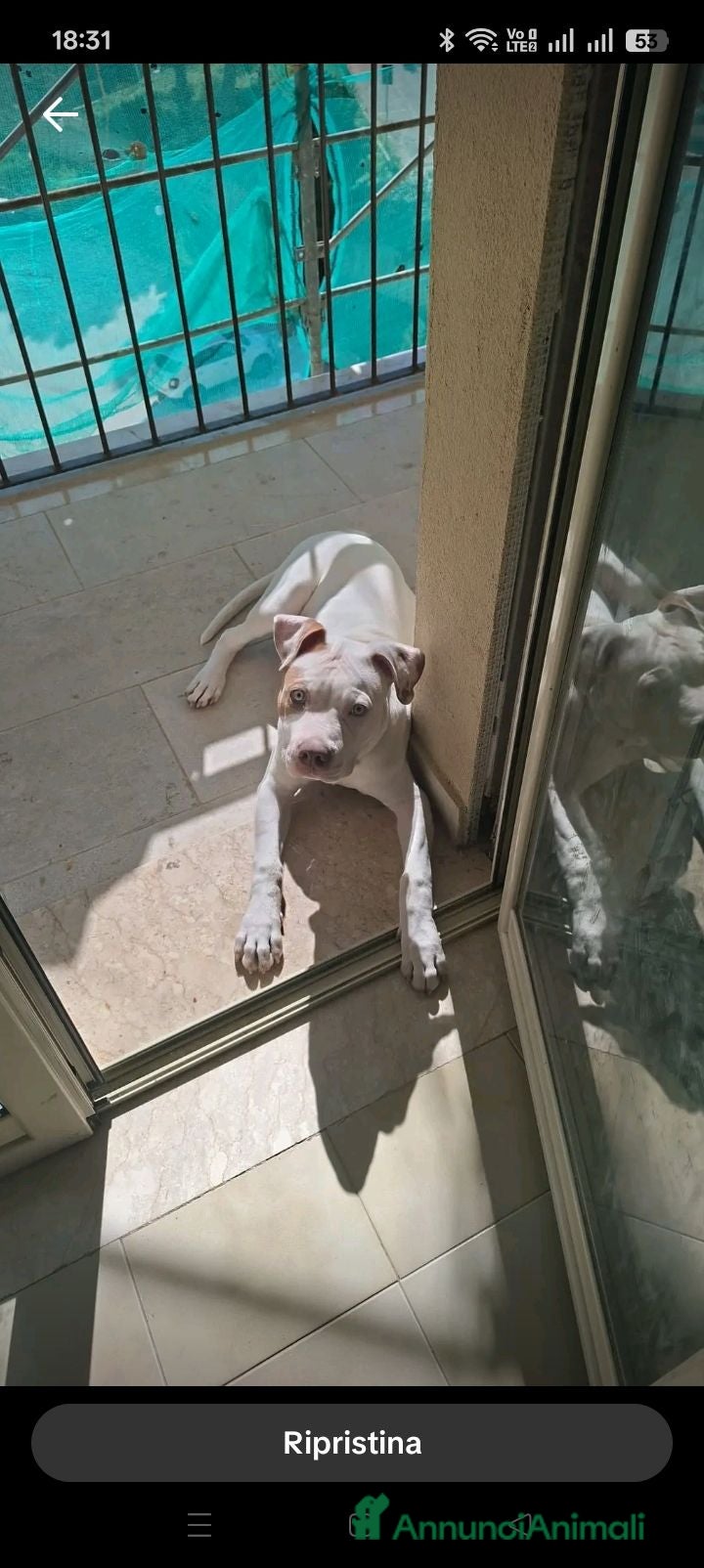 American Staffordshire cani Regalo cucciolone di american Staffordshire  - Annuncio 4
