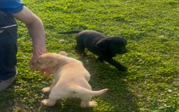 Labrador cani in vendita: Ultimi cuccioli di Labrador  a Provincia di Bergamo - Immagine 16