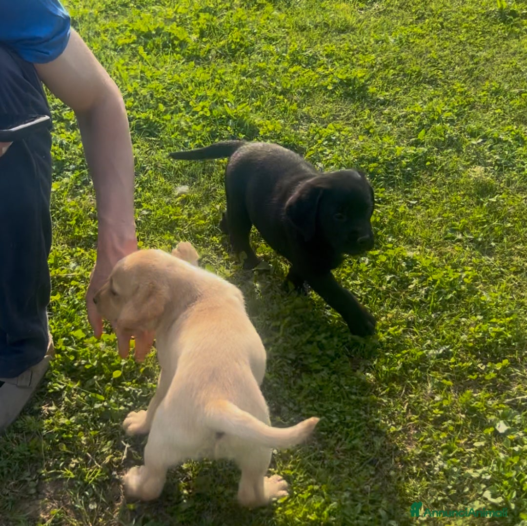 Labrador cani in vendita: Ultimi cuccioli di Labrador  a Provincia di Bergamo - Immagine 16
