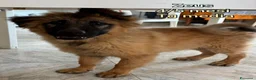 Meticcio cani in regalo: ADOTTA UN CUCCIOLO! a Provincia di Reggio Emilia - Annuncio 11