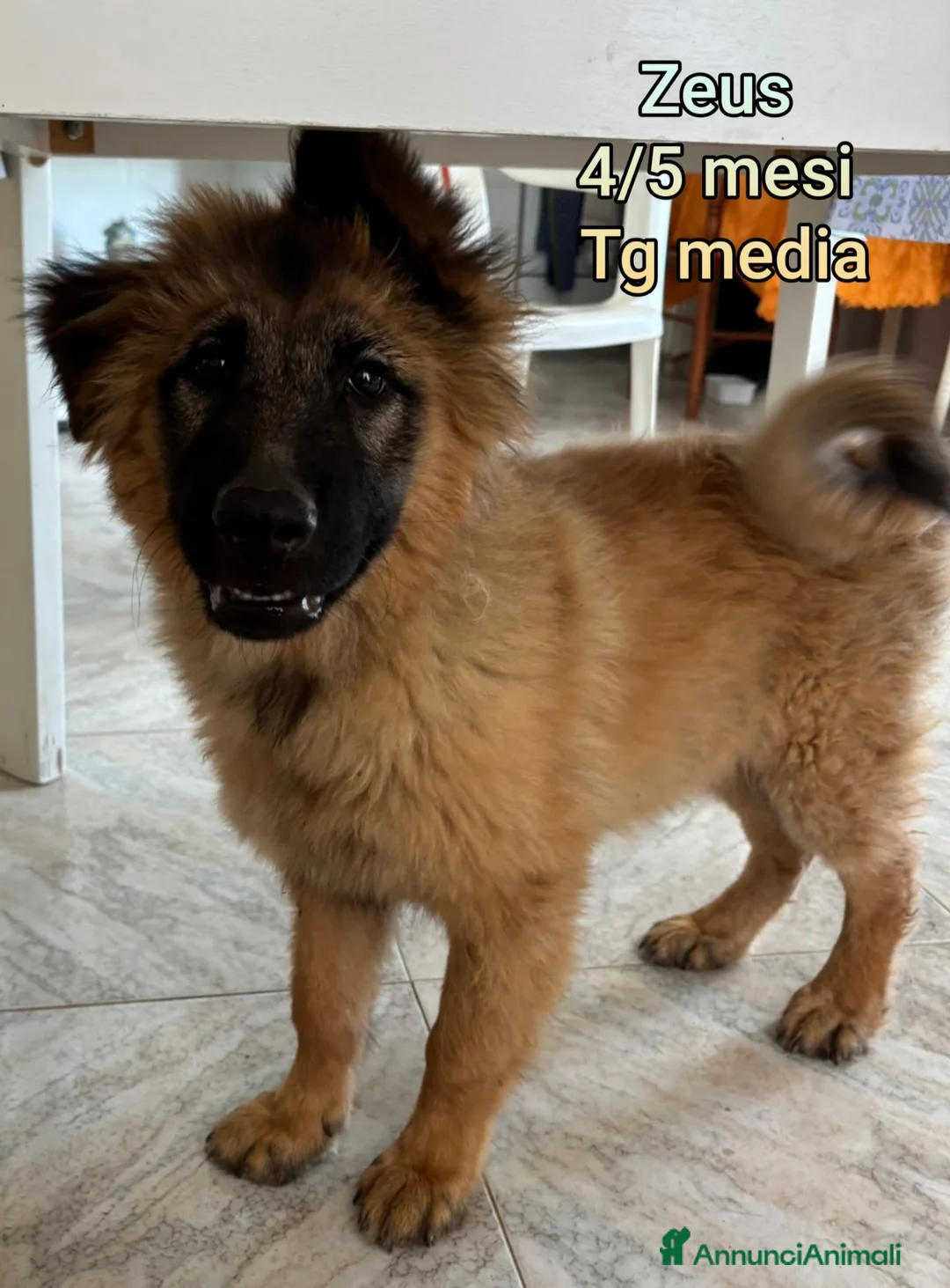 Meticcio cani in regalo: ADOTTA UN CUCCIOLO! a Provincia di Reggio Emilia - Annuncio 11