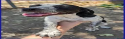 Meticcio cani in regalo: COPIA DOLCE CUCCIOLOTTA 6 MESI ASPETTA UNA MAMMA U - Annuncio 6