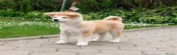 Akita Inu cani in vendita: Cuccioli Akita Inu – disponibili ancora 3 cuccioli - Annuncio 13