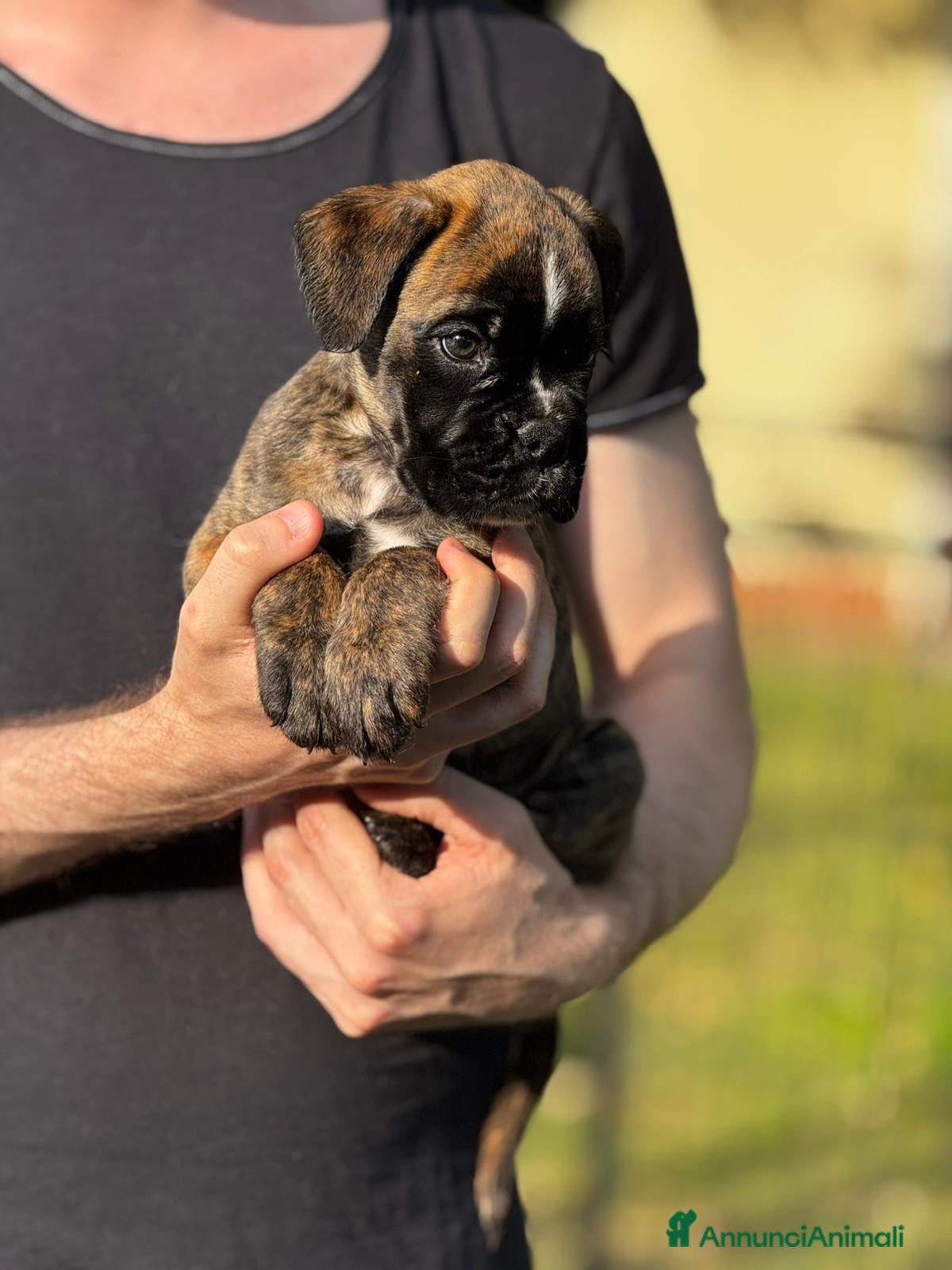 Boxer cani Cuccioli Boxer con Pedigree - Annuncio 1