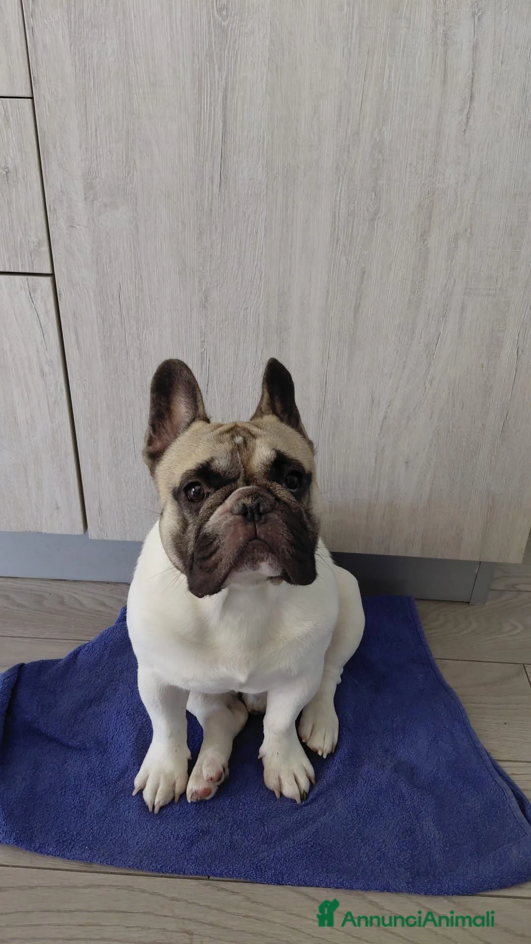 Bulldog Francese cani per accoppiamento: Bulldog Francese con Pedigree per Monta - Annuncio 2