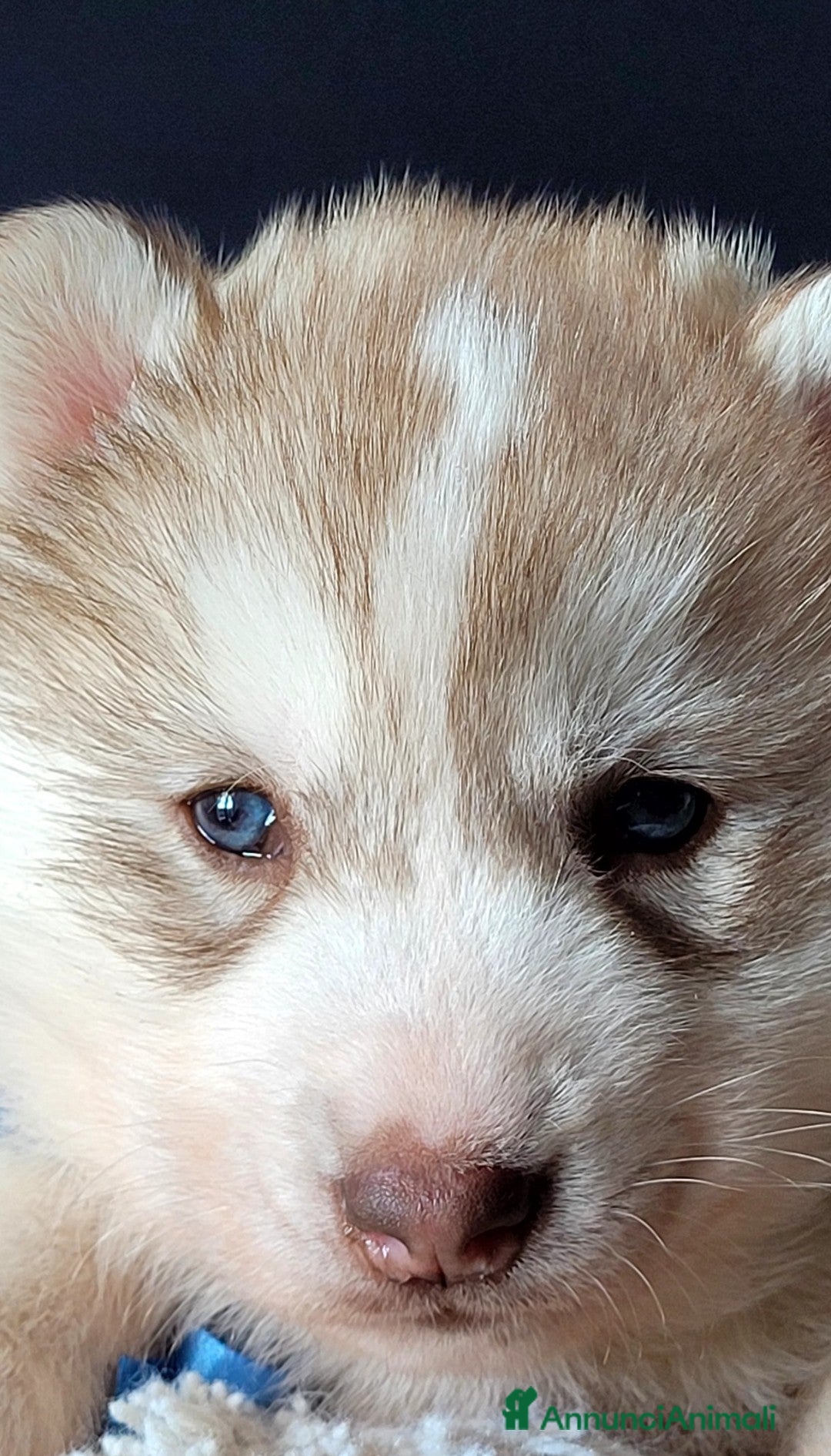 Husky cani SIBERIAN HUSKY CUCCIOLATA CON PEDIGREE  - Annuncio 1