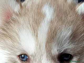 Husky cani SIBERIAN HUSKY CUCCIOLATA CON PEDIGREE - Annuncio 1