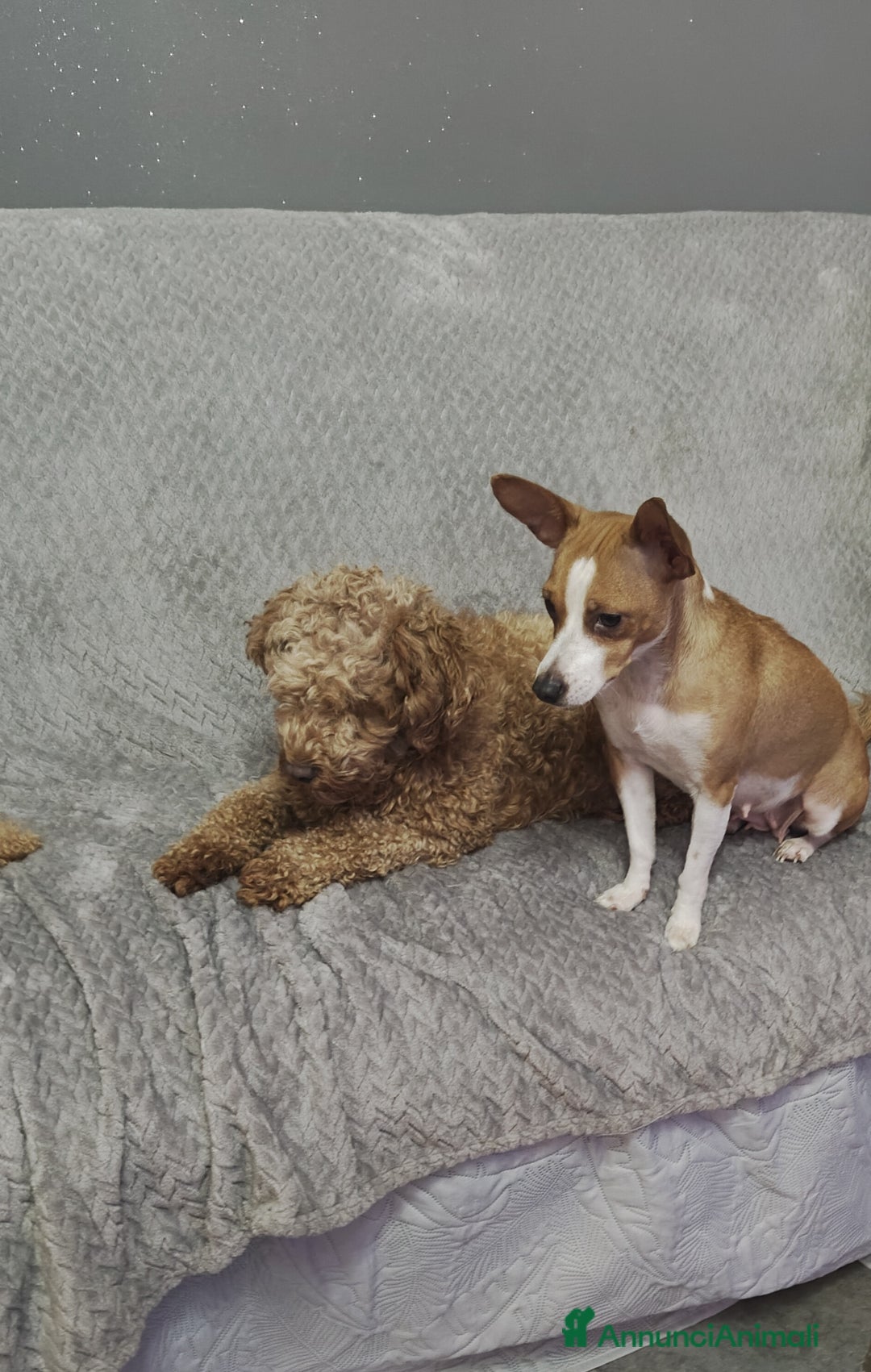 Meticcio cani in regalo: Regalo cuccioli di cane taglia piccola - Annuncio 5