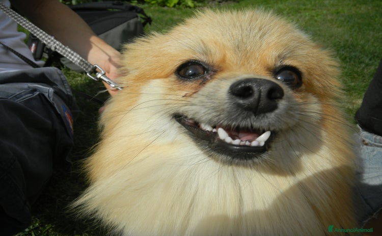 Volpino Pomerania cani a Provincia di Cuneo - Annuncio 1
