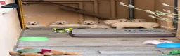 Pastore Svizzero cani in vendita: Adorabili cuccioli di pastore svizzero a Provincia di Bergamo - Annuncio 6