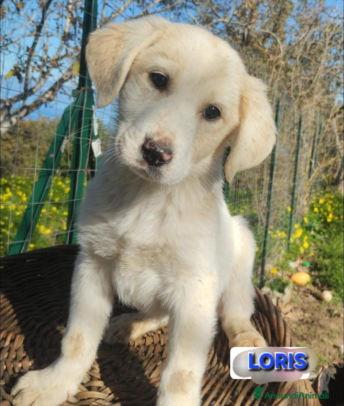 Meticcio cani UNA MAMMA PER LORIS a Provincia di Varese - Annuncio 40