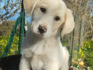 Meticcio cani UNA MAMMA PER LORIS a Provincia di Varese - Annuncio 40