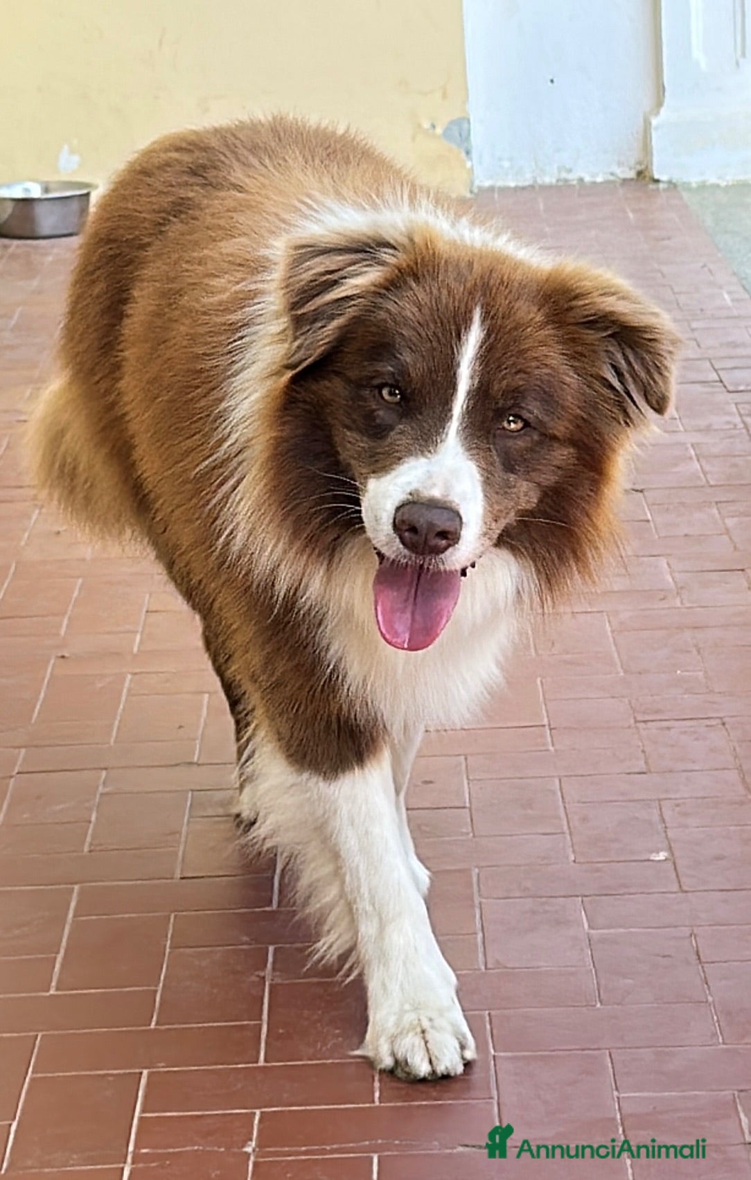 Border Collie cani Border collie - Annuncio 4