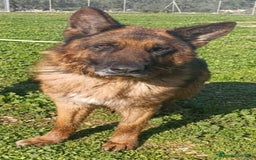 Pastore Tedesco cani in regalo: MIKE pastore tedesco educato e affettuoso a Provincia di Alessandria - Immagine 13